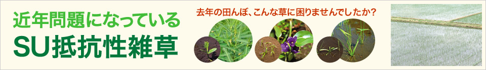 bnr_toku120427.jpg