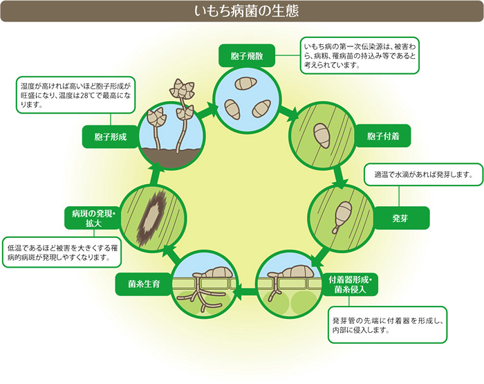 いもち病菌の生態