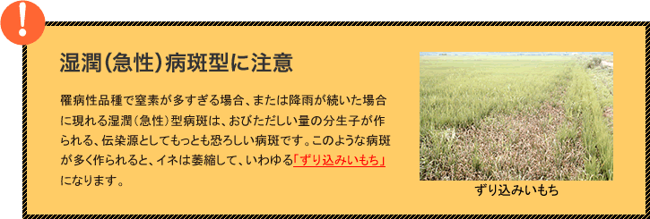 罹病性品種で窒素が多すぎる場合、または降雨が続いた場合に現れる湿潤（急性）型病斑は、おびただしい量の分生子が作られる、伝染源としてもっとも恐ろしい病斑です。このような病斑が多く作られると、イネは萎縮して、いわゆる「ずり込みいもち」になります。