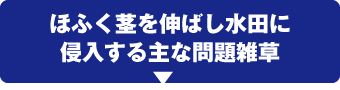 ほふく茎を伸ばし水田に侵入する主な問題雑草