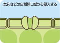 気孔などの自然開口部から侵入する