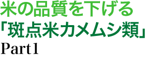 米の品質を下げる「斑点米カメムシ類」Part1