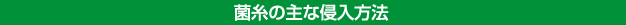 菌糸の主な侵入方法