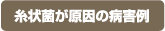 糸状菌が原因の病害例