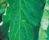 葉の表の初期病斑