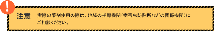 罹病性品種で窒素が多すぎる場合、または降雨が続いた場合に現れる湿潤（急性）型病斑は、おびただしい量の分生子が作られる、伝染源としてもっとも恐ろしい病斑です。このような病斑が多く作られると、イネは萎縮して、いわゆる「ずり込みいもち」になります。