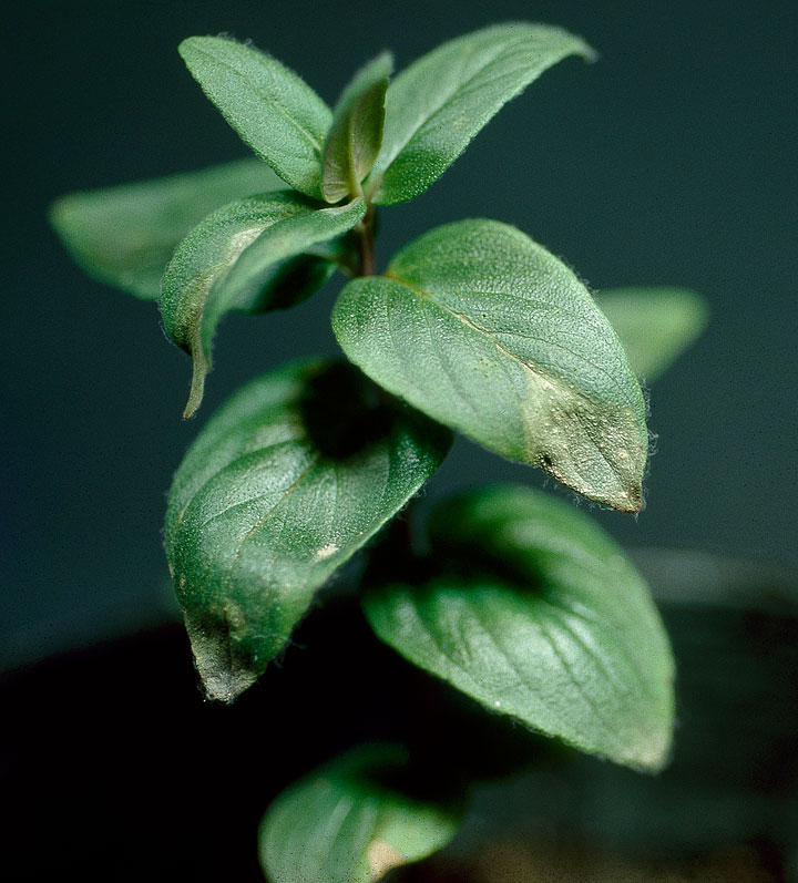 マウンテンミント灰色かび病 農業害虫や病害の防除 農薬情報 病害虫 雑草の情報基地 全国農村教育協会