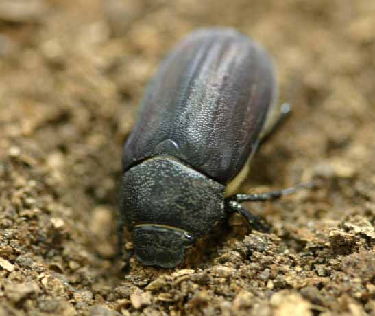 コガネムシ類 農業害虫や病害の防除 農薬情報 病害虫 雑草の情報基地 全国農村教育協会