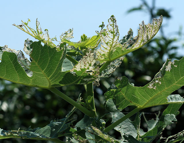 イチジクヒトリモドキ | 農業害虫や病害の防除・農薬情報