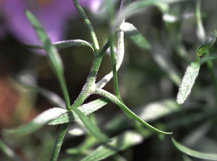 ニーレンベルギアうどんこ病 農業害虫や病害の防除 農薬情報 病害虫 雑草の情報基地 全国農村教育協会