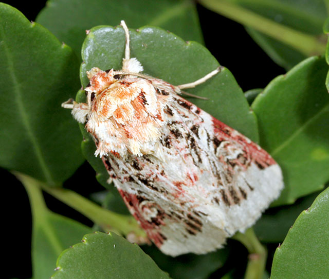 アカマダラヨトウ 農業害虫や病害の防除 農薬情報 病害虫 雑草の情報基地 全国農村教育協会