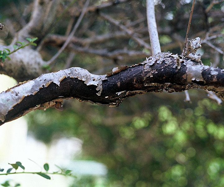 イヌツゲ枝枯病 農業害虫や病害の防除 農薬情報 病害虫 雑草の情報基地 全国農村教育協会