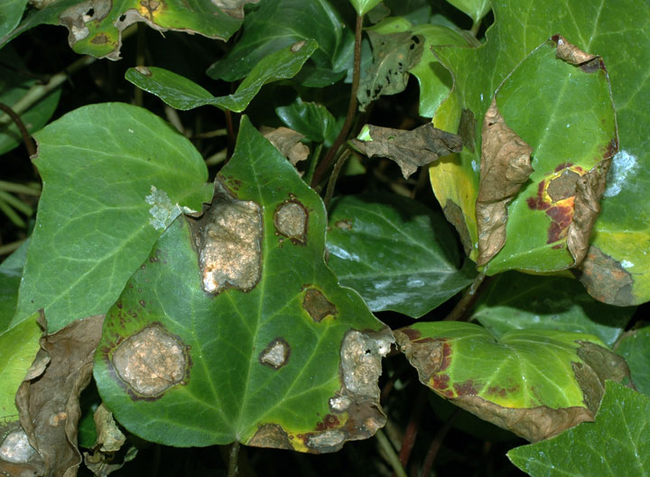 キヅタ褐斑病 農業害虫や病害の防除 農薬情報 病害虫 雑草の情報基地 全国農村教育協会