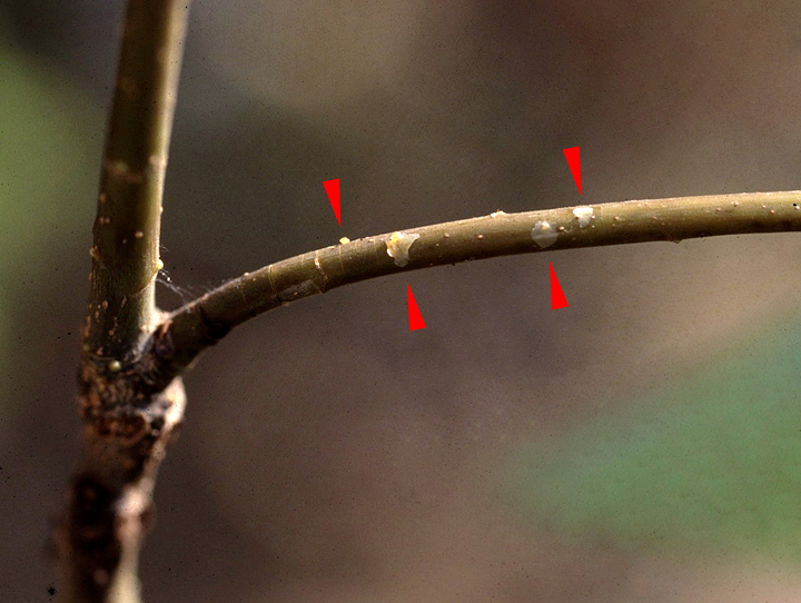 カシ類枝枯細菌病 農業害虫や病害の防除 農薬情報 病害虫 雑草の情報基地 全国農村教育協会