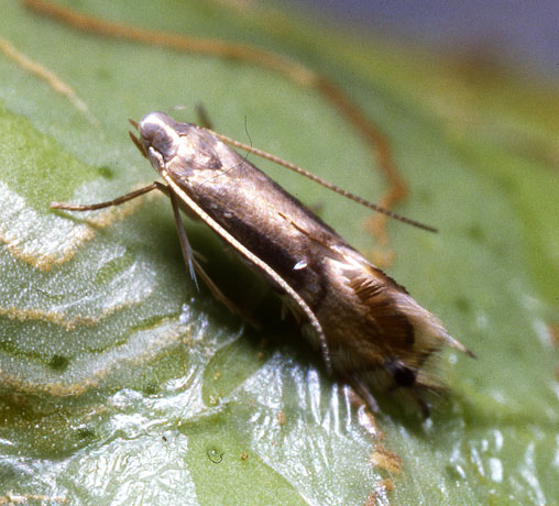 ミカンハモグリガ 農業害虫や病害の防除 農薬情報 病害虫 雑草の情報基地 全国農村教育協会