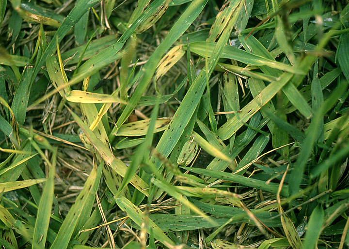 Amazon.com: Japan plant disease Encyclopedia (1999) ISBN