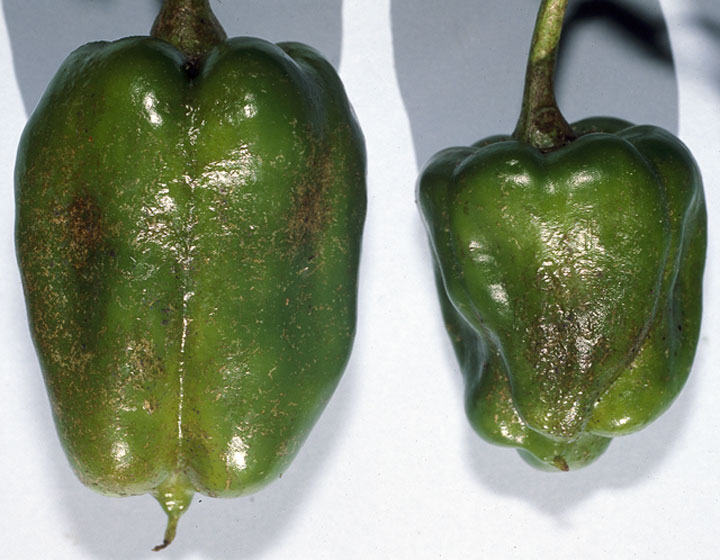 クリバネアザミウマ 農業害虫や病害の防除 農薬情報 病害虫 雑草の情報基地 全国農村教育協会