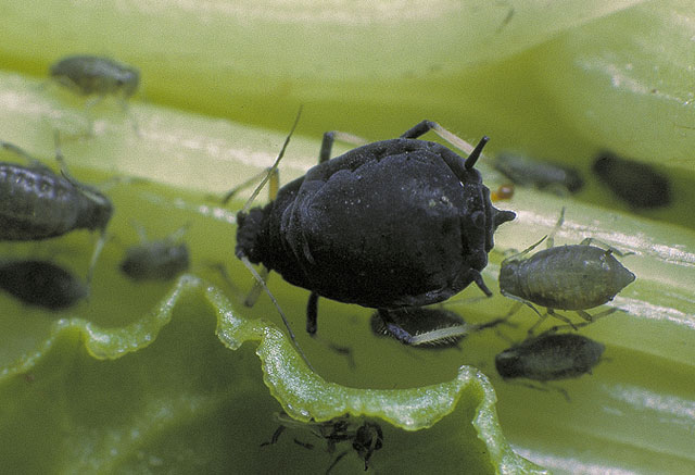 マメクロアブラムシ 農業害虫や病害の防除 農薬情報 病害虫 雑草の情報基地 全国農村教育協会 マメクロアブラムシ 農業害虫や病害の防除 農薬情報 病害虫 雑草の情報基地 全国農村教育協会