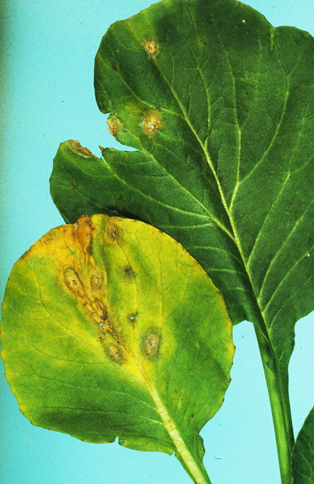 コマツナ斑葉病 農業害虫や病害の防除 農薬情報 病害虫 雑草の情報基地 全国農村教育協会