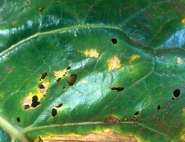 カリフラワーべと病 | 農業害虫や病害の防除・農薬情報｜病害虫・雑草の情報基地｜全国農村教育協会