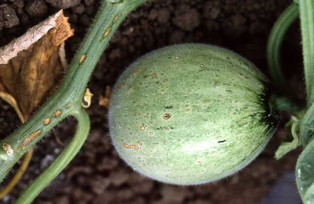 メロン果実汚斑細菌病 農業害虫や病害の防除 農薬情報 病害虫 雑草の情報基地 全国農村教育協会