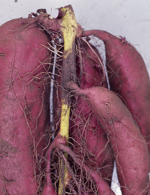 サツマイモ茎根腐細菌病 農業害虫や病害の防除 農薬情報 病害虫 雑草の情報基地 全国農村教育協会