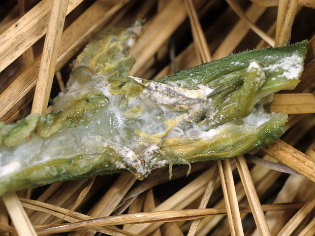 カボチャ菌核病 農業害虫や病害の防除 農薬情報 病害虫 雑草の情報基地 全国農村教育協会