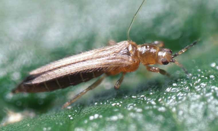 アザミウマ類 農業害虫や病害の防除 農薬情報 病害虫 雑草の情報基地 全国農村教育協会