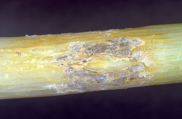 ネギ白かび腐敗病 農業害虫や病害の防除 農薬情報 病害虫 雑草の情報基地 全国農村教育協会