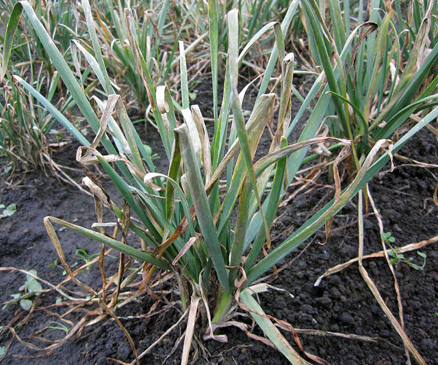 ニラべと病 農業害虫や病害の防除 農薬情報 病害虫 雑草の情報基地 全国農村教育協会 ニラべと病 農業害虫や病害の防除 農薬情報 病害虫 雑草の情報基地 全国農村教育協会