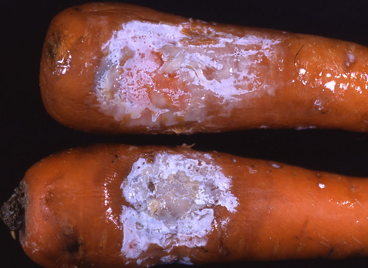 ニンジン白かび病 農業害虫や病害の防除 農薬情報 病害虫 雑草の情報基地 全国農村教育協会