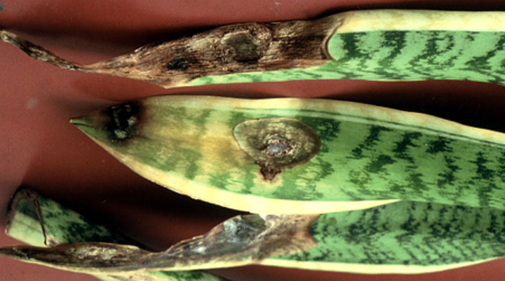 サンセベリア炭疽病 農業害虫や病害の防除 農薬情報 病害虫 雑草の情報基地 全国農村教育協会