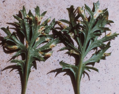 マーガレットさび病 農業害虫や病害の防除 農薬情報 病害虫 雑草の情報基地 全国農村教育協会