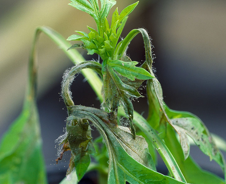 コスモス灰色かび病 農業害虫や病害の防除 農薬情報 病害虫 雑草の情報基地 全国農村教育協会