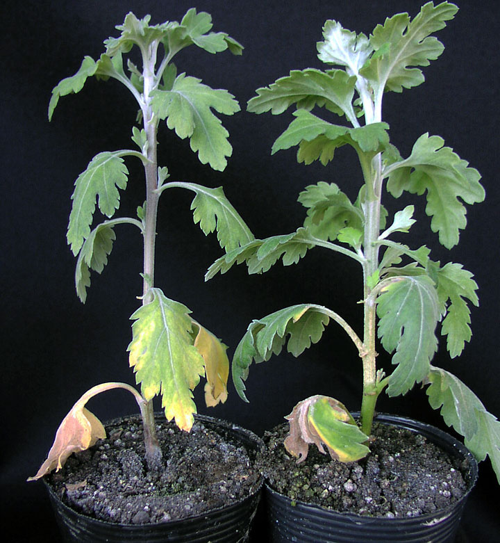キクフザリウム立枯病 農業害虫や病害の防除 農薬情報 病害虫 雑草の情報基地 全国農村教育協会