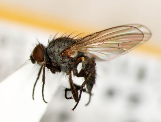 ヒメモグリハナバエ 農業害虫や病害の防除 農薬情報 病害虫 雑草の情報基地 全国農村教育協会