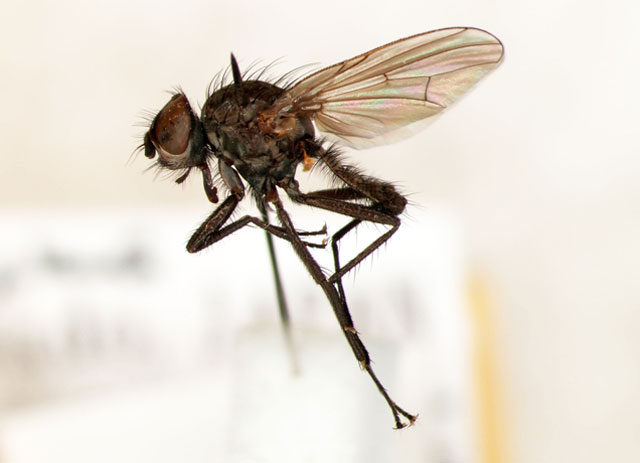 ヒメモグリハナバエ 農業害虫や病害の防除 農薬情報 病害虫 雑草の情報基地 全国農村教育協会