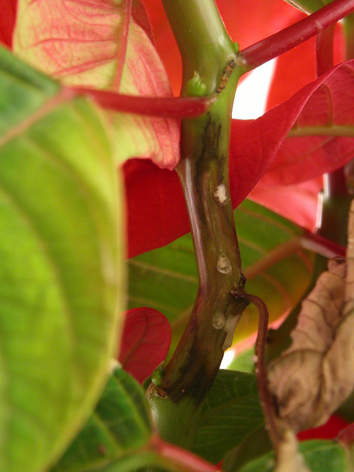 ポインセチア疫病 農業害虫や病害の防除 農薬情報 病害虫 雑草の情報基地 全国農村教育協会