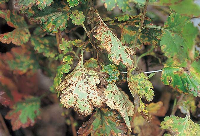 さび病 1 農業害虫や病害の防除 農薬情報 病害虫 雑草の情報基地 全国農村教育協会