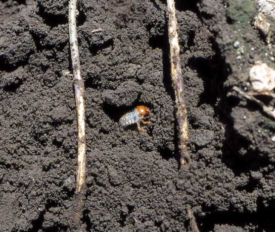 コガネムシ類 農業害虫や病害の防除 農薬情報 病害虫 雑草の情報基地 全国農村教育協会